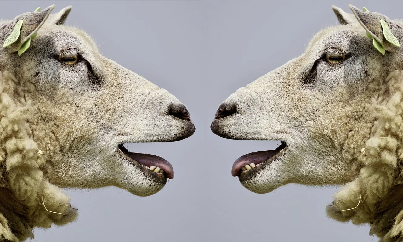 sheep, bleat, communication, communicate, to speak, talk, conversations, fun, naughty, animal, wool, nature, to quarrel, dispute, discussion, to discuss, sheep, sheep, sheep, communication, communication, communication, communication, communication, talk, talk, discussion